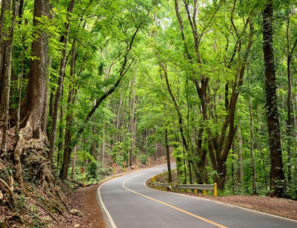 Bilar Man-made Forest