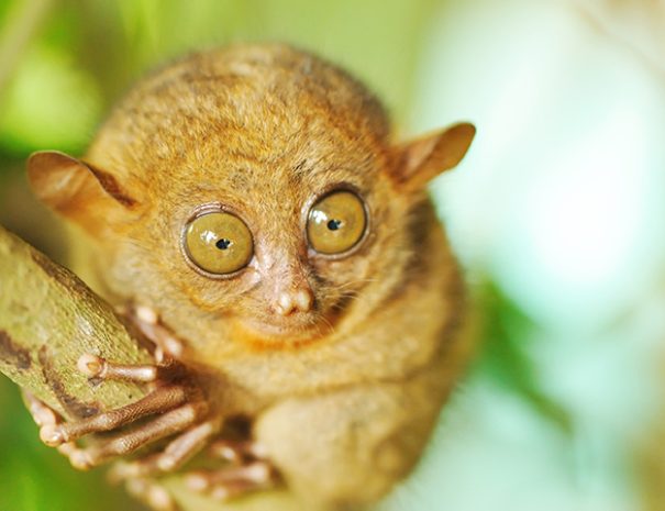 Tarsier