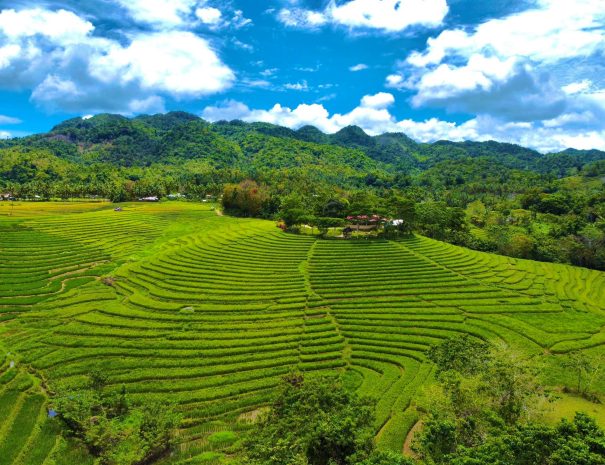 Cadapdapan Rice Terraces