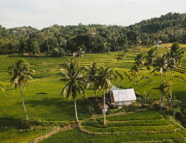 Cadapdapan Rice Terraces